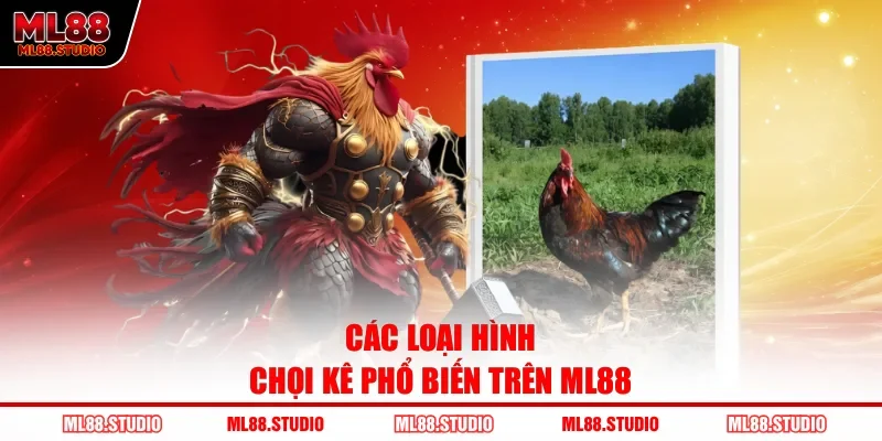 Các loại hình chọi kê phổ biến trên ML88