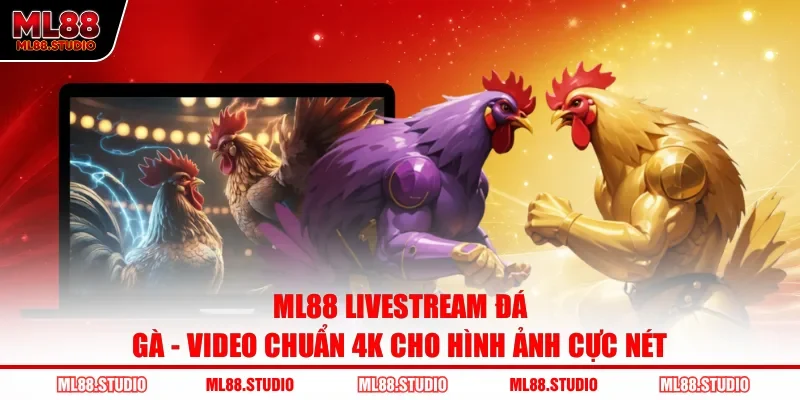 ML88 Livestream Đá Gà | Video Chuẩn 4K Cho Hình Ảnh Cực Nét