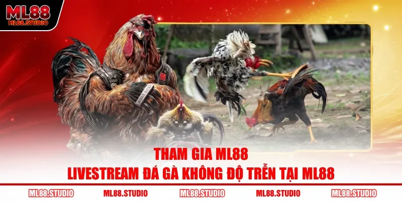 Tham gia ML88 livestream đá gà không độ trễn tại ML88